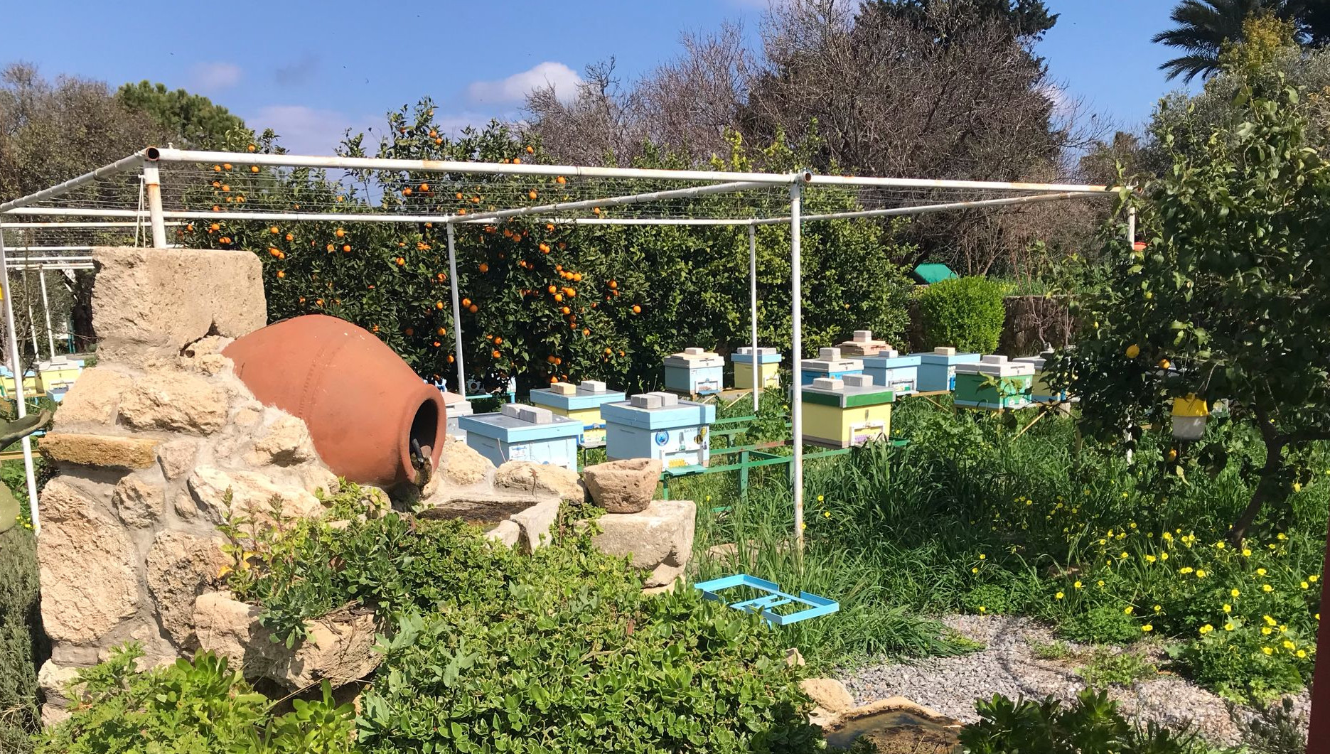Almond Apiary